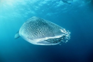  Requins à Holbox 